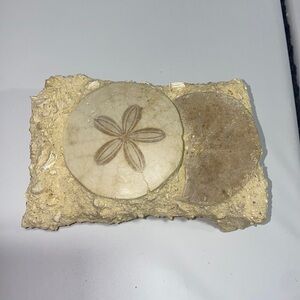 Sand dollar fossil ‘D’